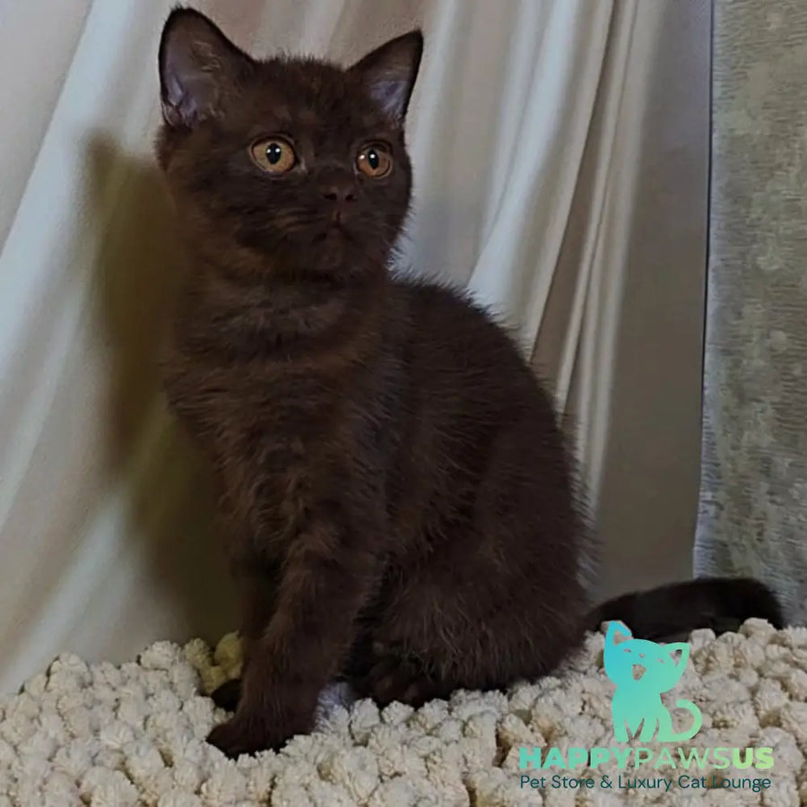 Jasper Scottish Fold male chocolate - live animals