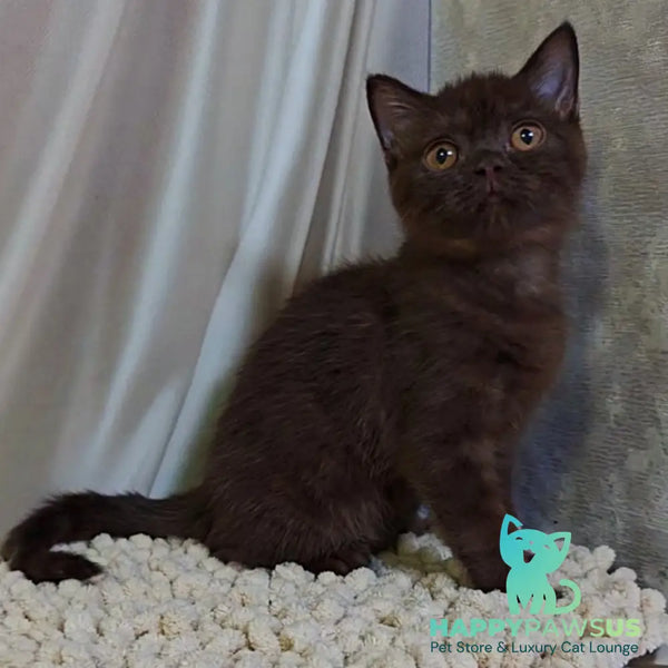 Jasper Scottish Fold male chocolate - live animals