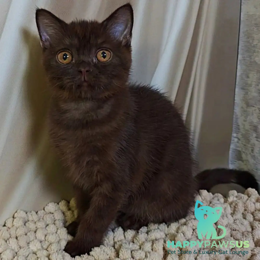 Jasper Scottish Fold male chocolate - live animals