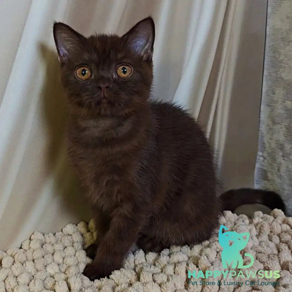 Jasper Scottish Fold male chocolate - live animals