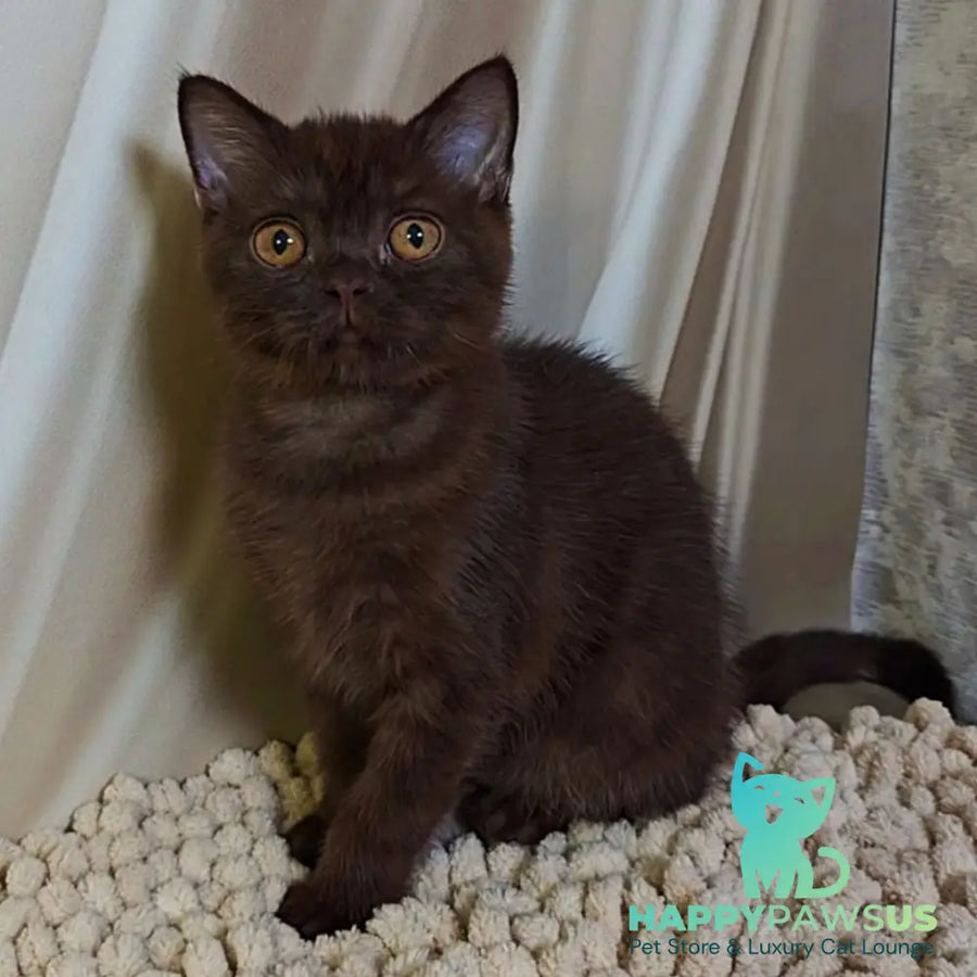 Jasper Scottish Fold male chocolate - live animals