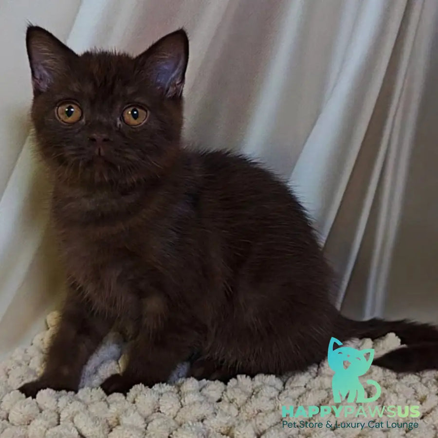 Jasper Scottish Fold male chocolate - live animals