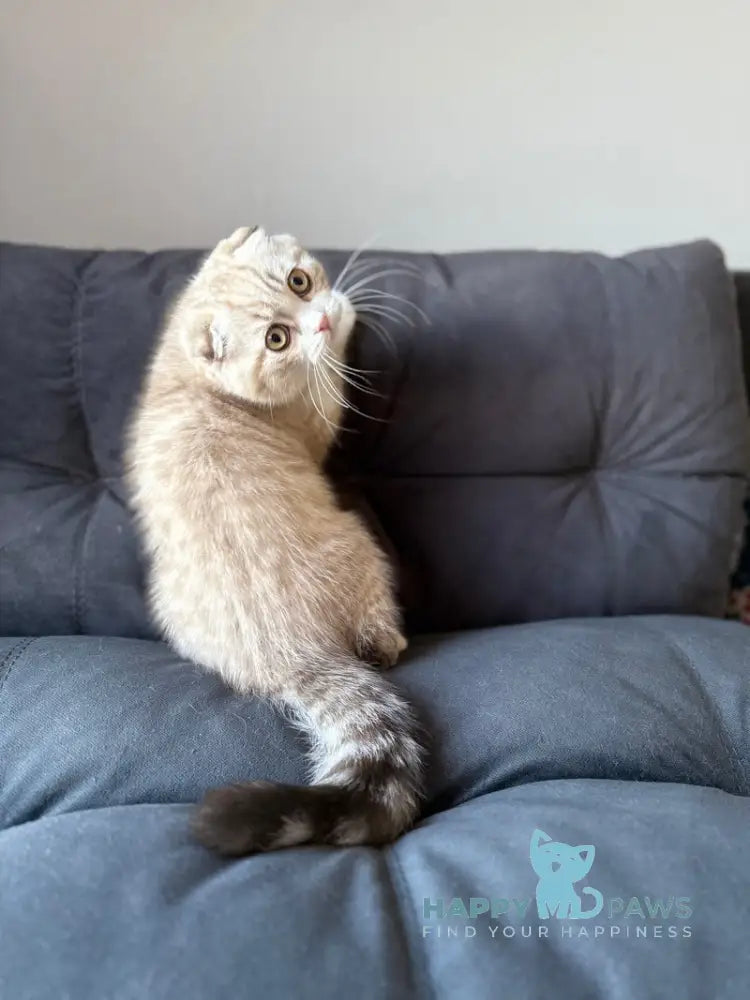 Jasper Scottish Fold male lilac ticked tabby pointed live animals