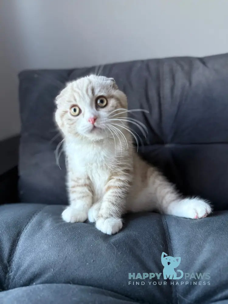 Jasper Scottish Fold male lilac ticked tabby pointed live animals