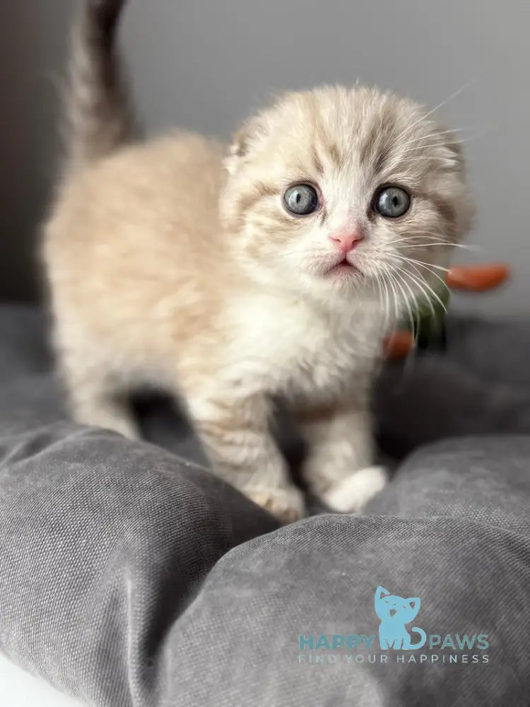 Jasper Scottish Fold male lilac ticked tabby pointed live animals