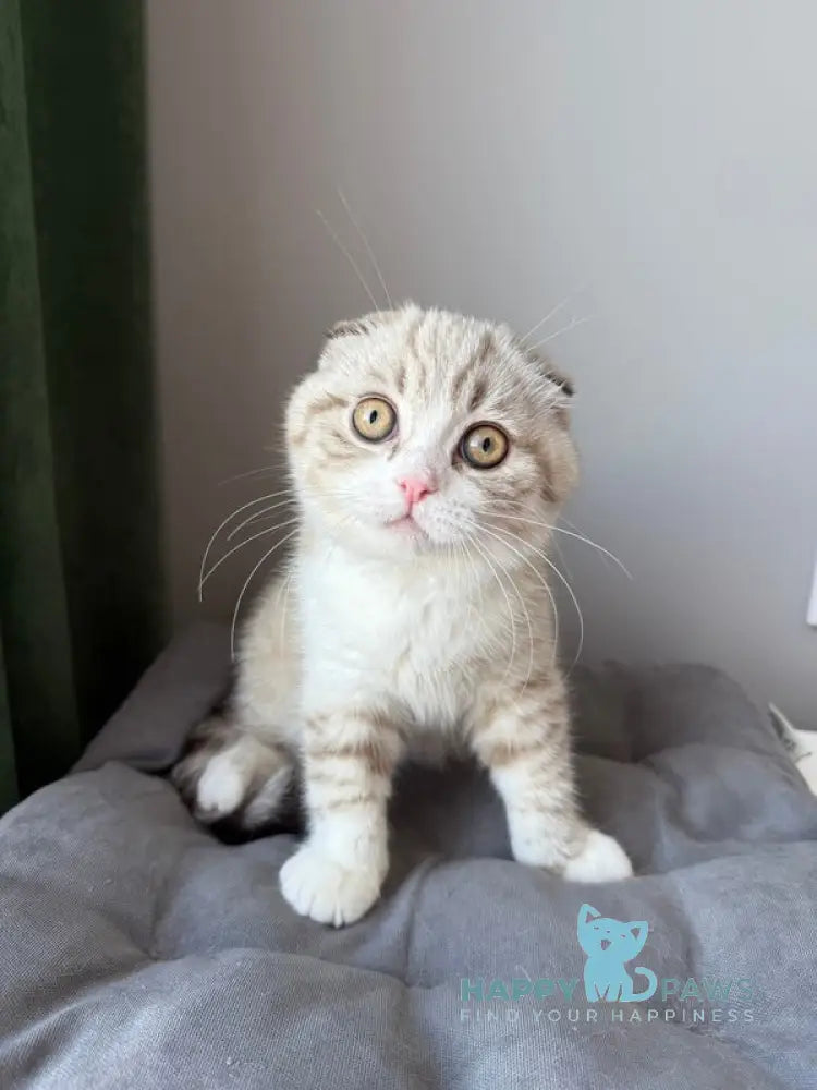 Jasper Scottish Fold male lilac ticked tabby pointed live animals