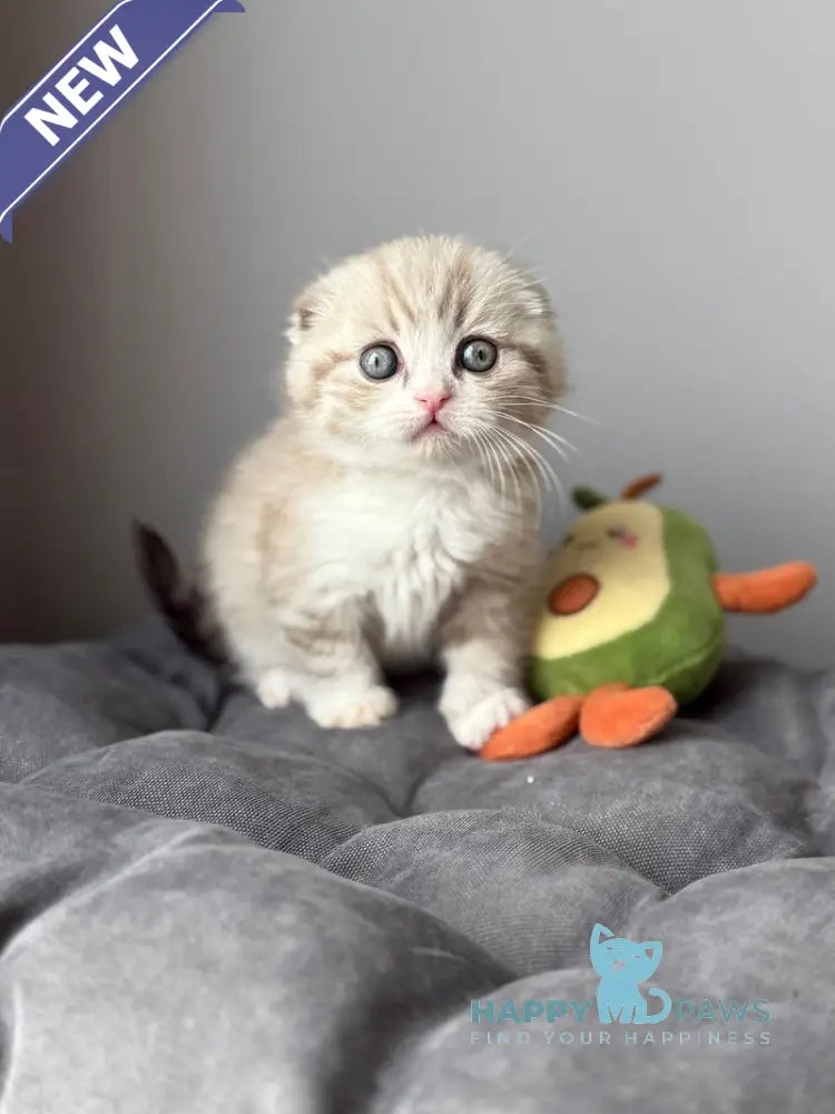 Jasper Scottish Fold male lilac ticked tabby pointed live animals