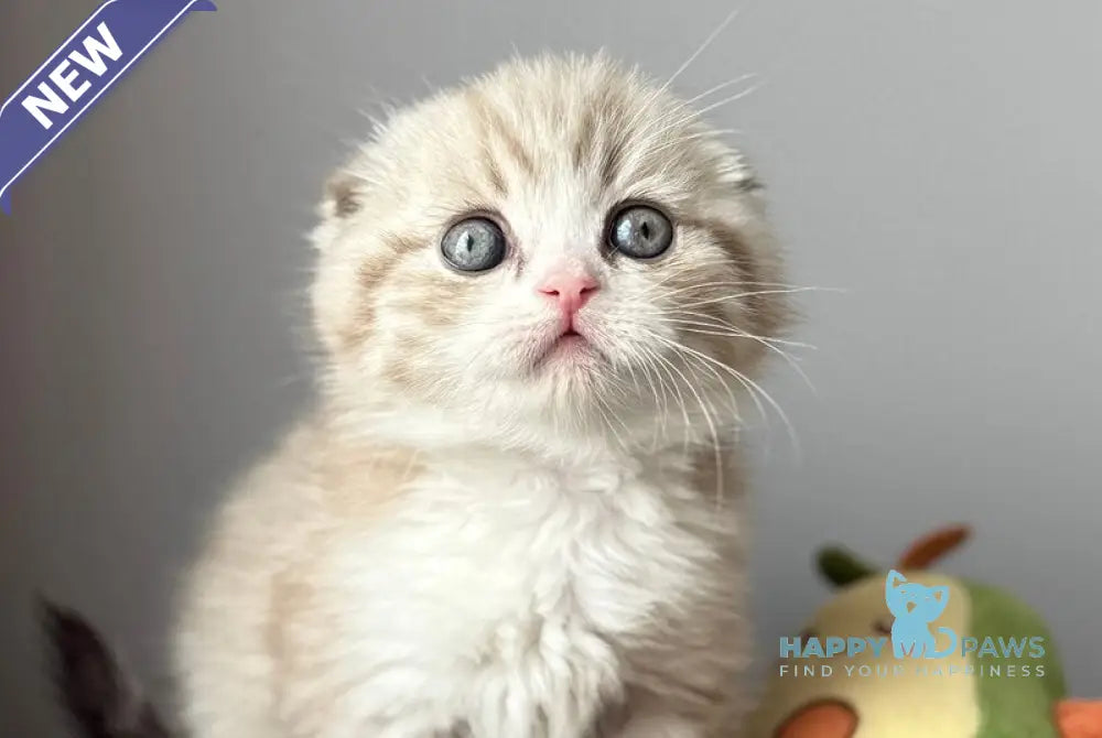 Jasper Scottish Fold male lilac ticked tabby pointed live animals