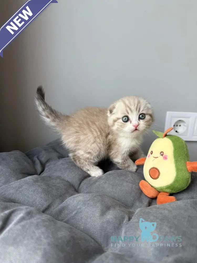 Jasper Scottish Fold male lilac ticked tabby pointed live animals