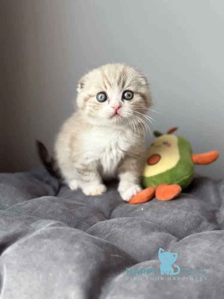 Jasper Scottish Fold male lilac ticked tabby pointed live animals
