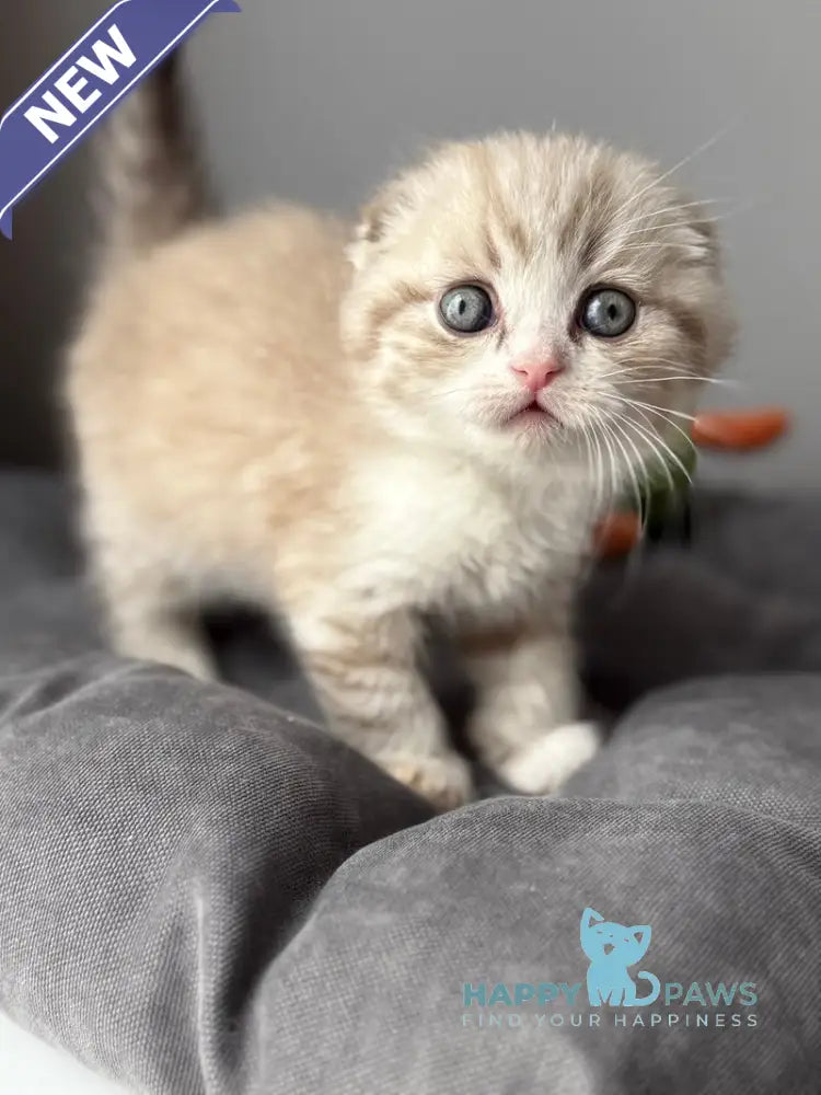 Jasper Scottish Fold male lilac ticked tabby pointed live animals