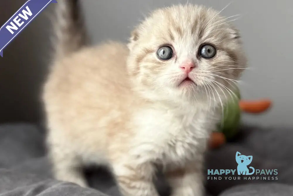 Jasper Scottish Fold male lilac ticked tabby pointed live animals
