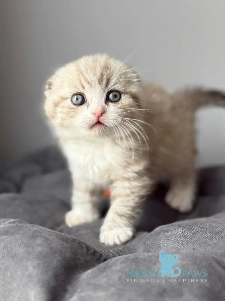Jasper Scottish Fold male lilac ticked tabby pointed live animals