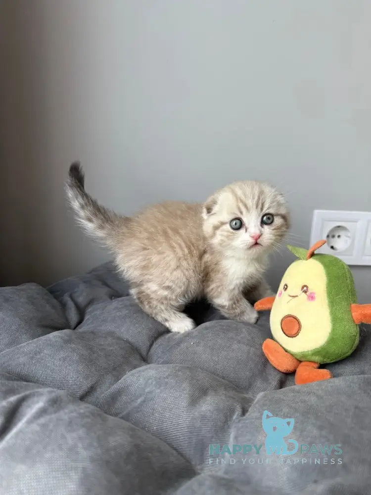 Jasper Scottish Fold male lilac ticked tabby pointed live animals