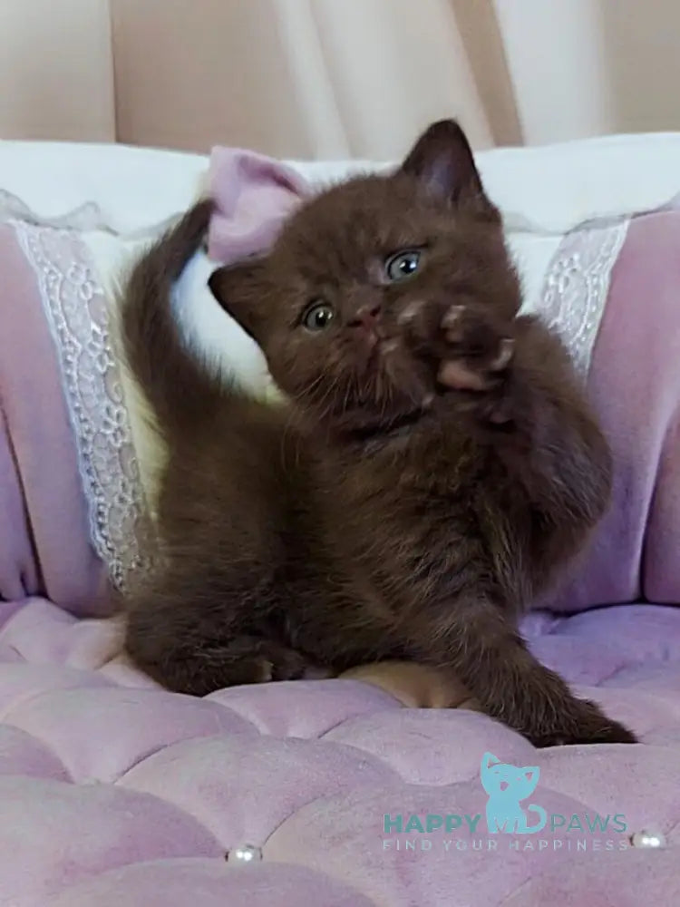 Jasper Scottish Straight male chocolate - live animals