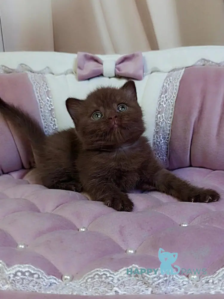 Jasper Scottish Straight male chocolate - live animals