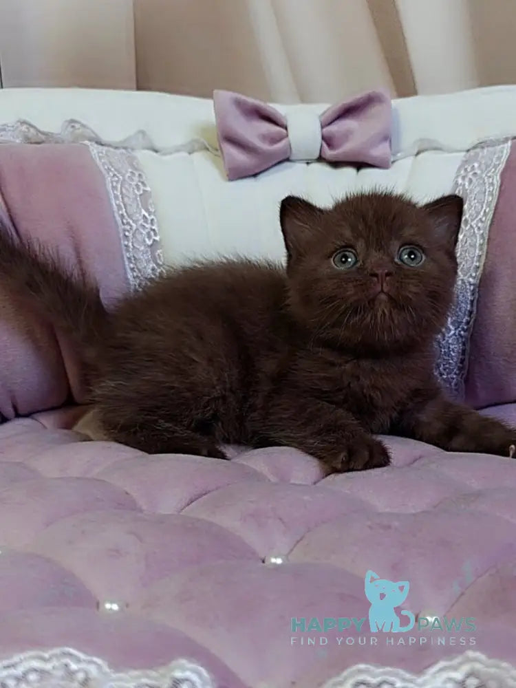 Jasper Scottish Straight male chocolate - live animals