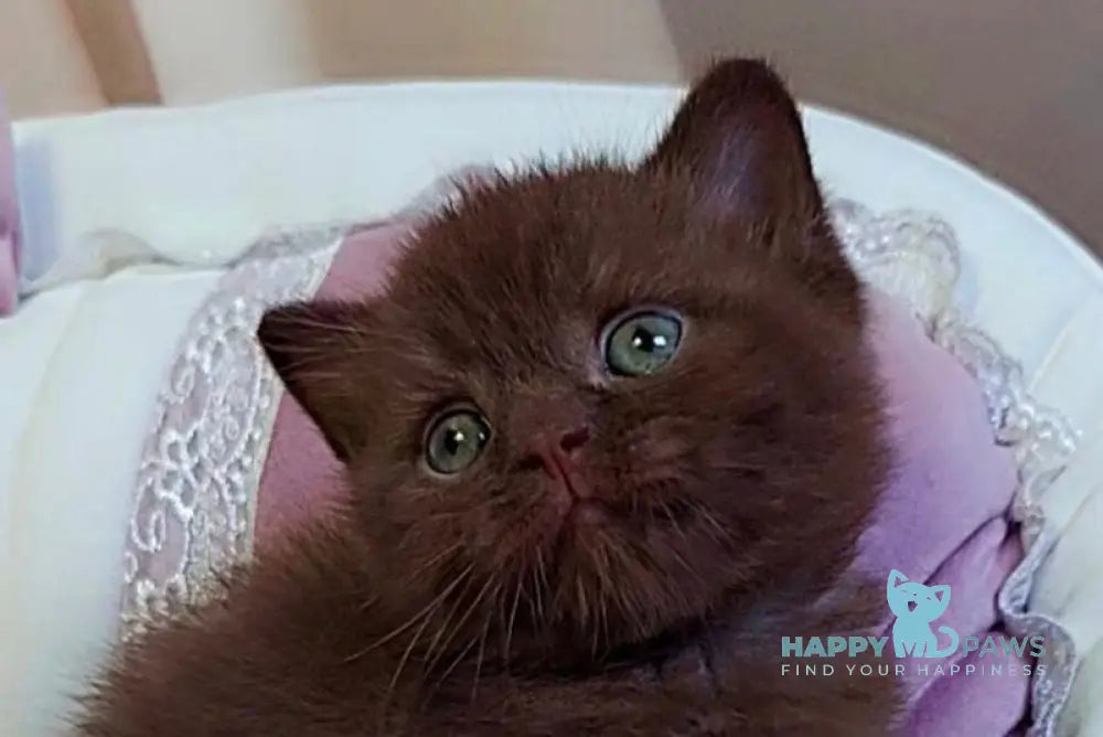 Jasper Scottish Straight male chocolate - live animals