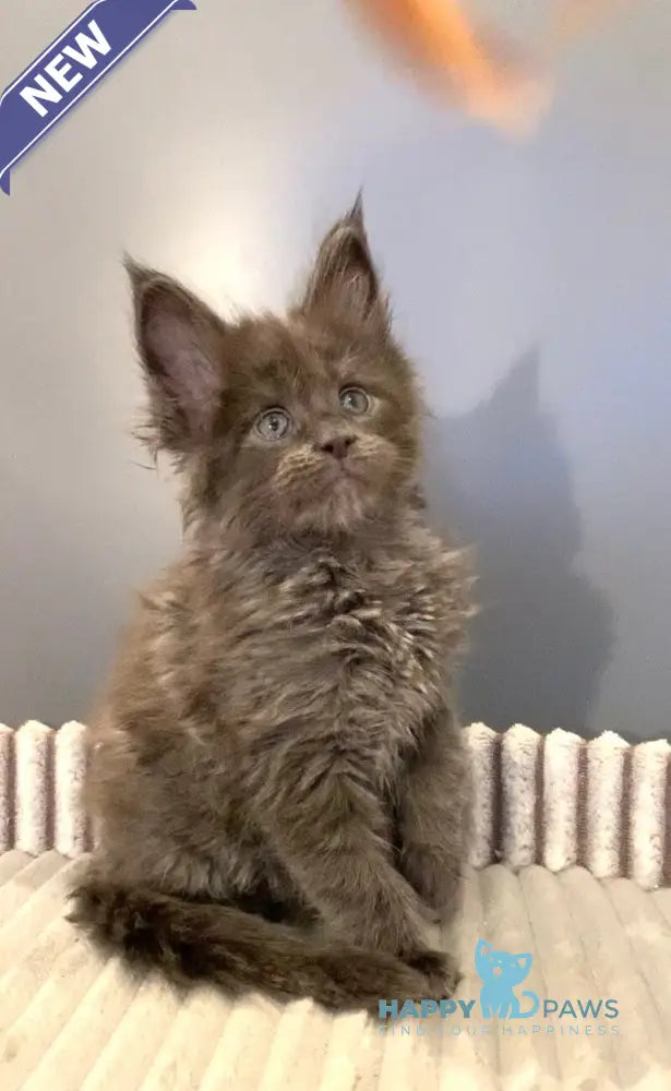 Jastin Maine Coon male blue live animals