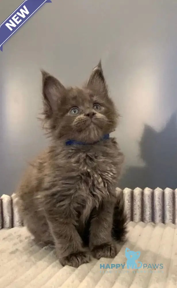 Jastin Maine Coon male blue live animals