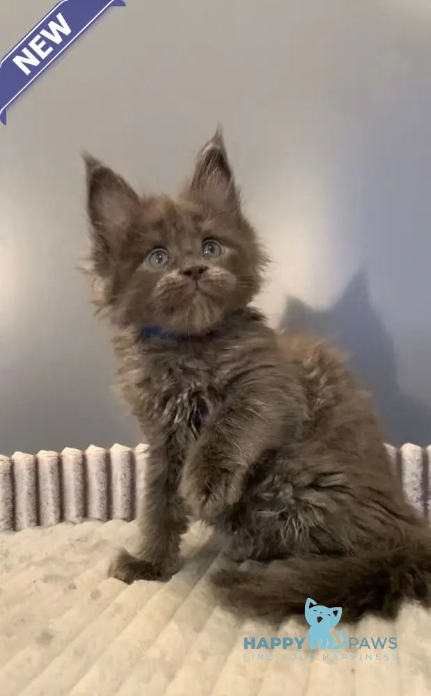 Jastin Maine Coon male blue live animals