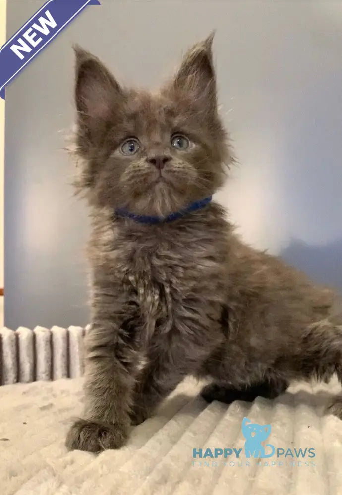 Jastin Maine Coon male blue live animals