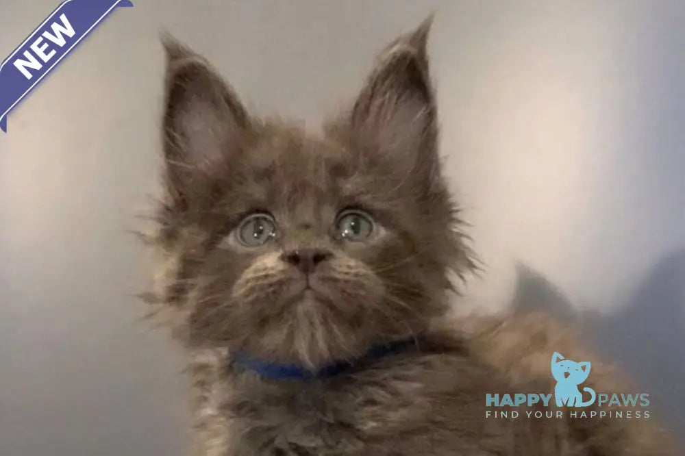 Jastin Maine Coon male blue live animals