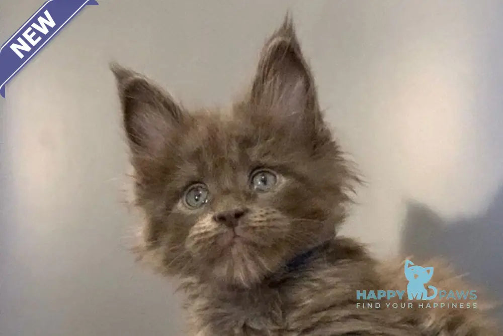 Jastin Maine Coon male blue live animals