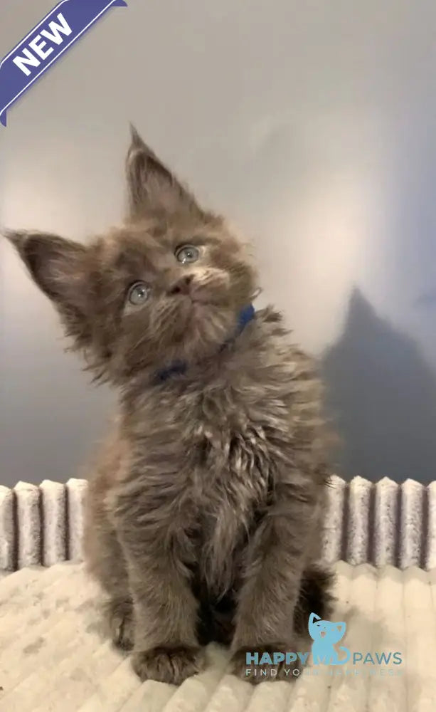 Jastin Maine Coon male blue live animals