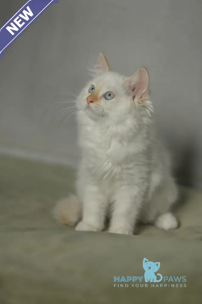 Jasya Neva Masquerade female red with white tabby live animals