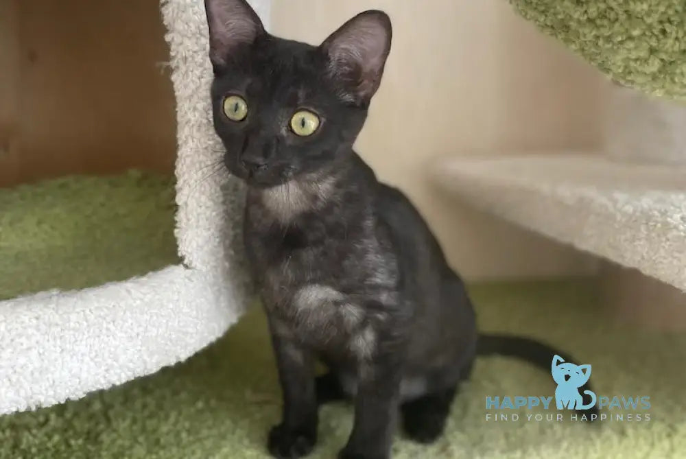 Jau Egyptian Mau male black live animals