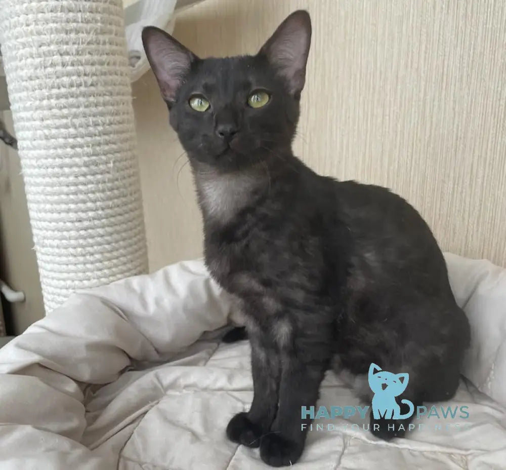 Jau Egyptian Mau male black live animals