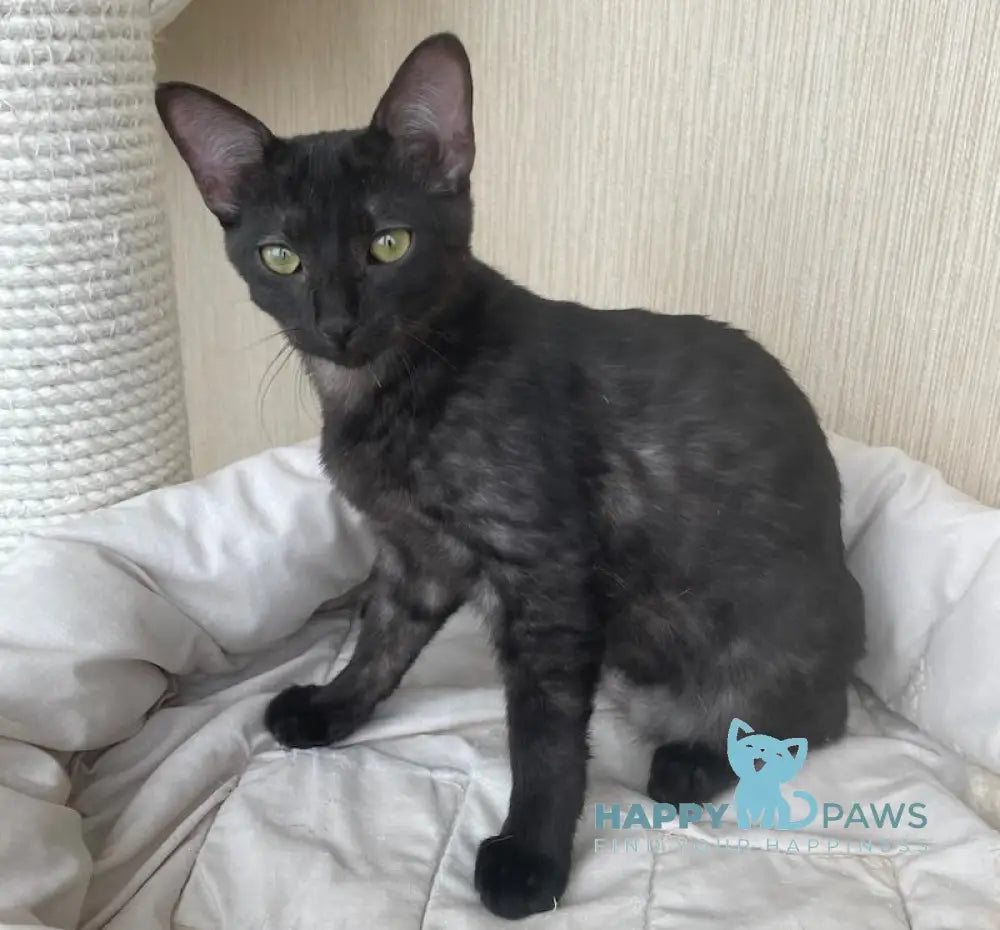 Jau Egyptian Mau male black live animals