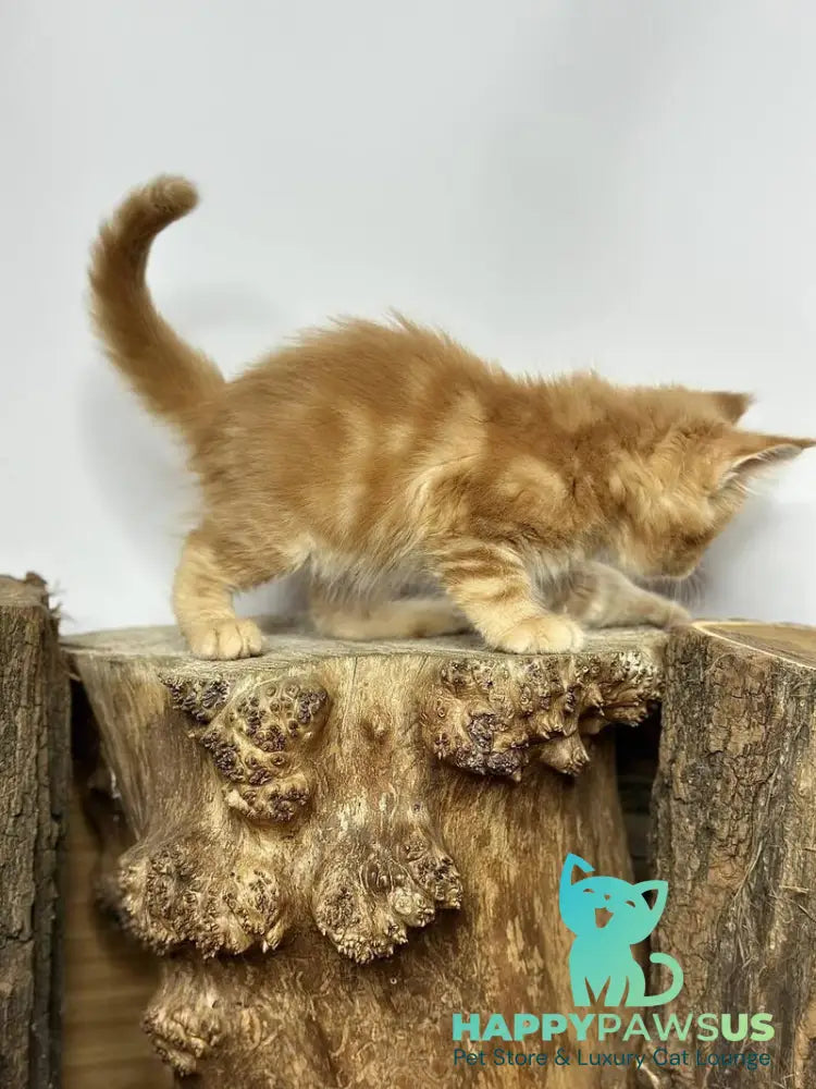 Jax Maine Coon male red tabby - live animals
