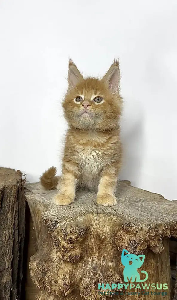 Jax Maine Coon male red tabby - live animals