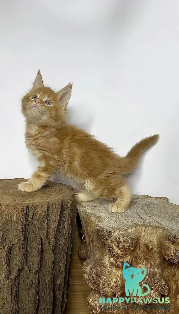 Jax Maine Coon male red tabby - live animals