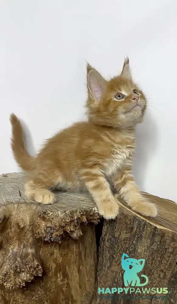 Jax Maine Coon male red tabby - live animals