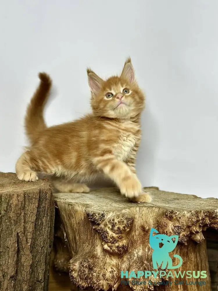 Jax Maine Coon male red tabby - live animals