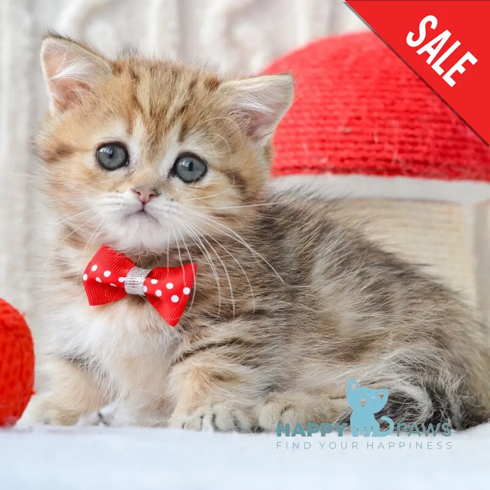 Jay Munchkin male black golden tabby live animals