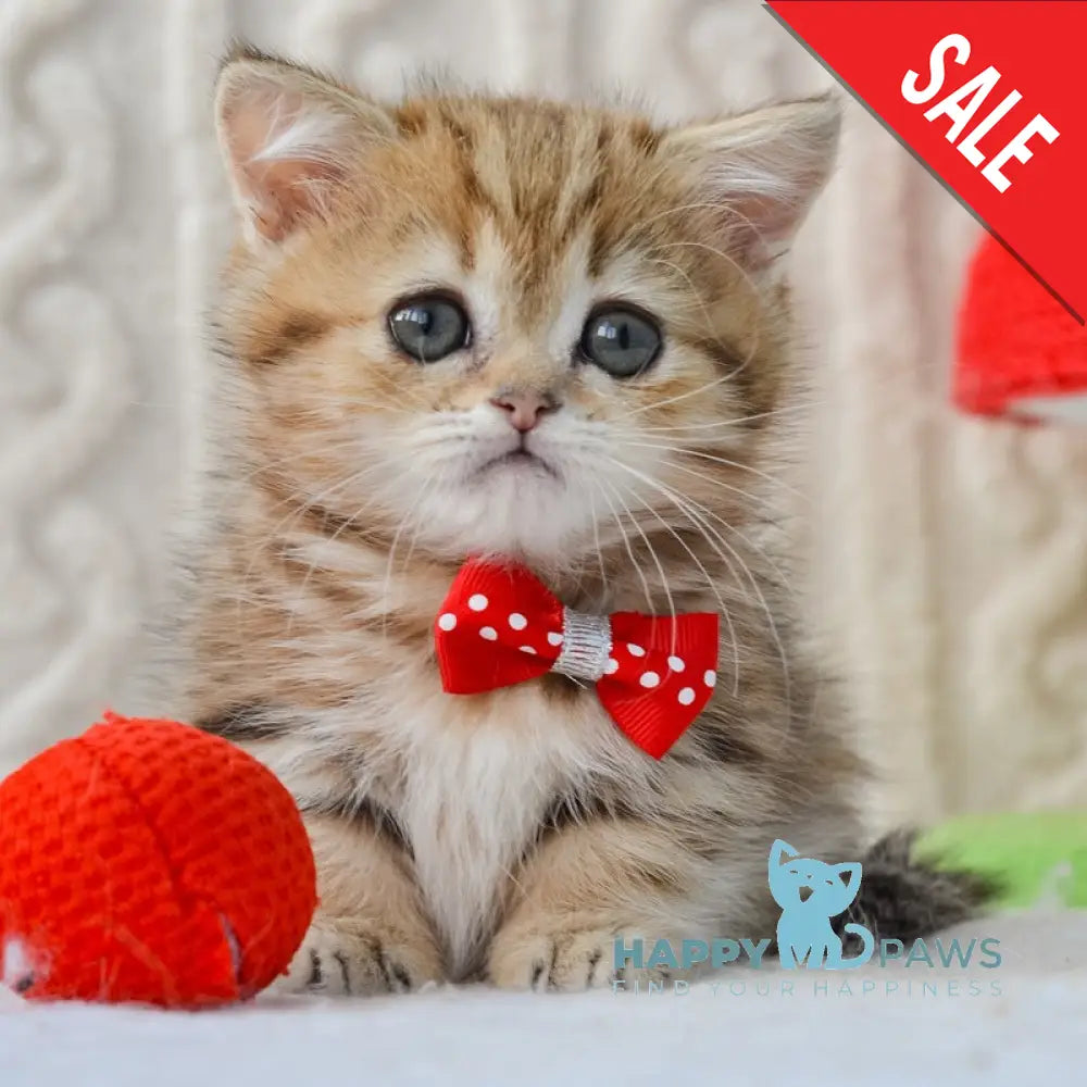 Jay Munchkin male black golden tabby live animals