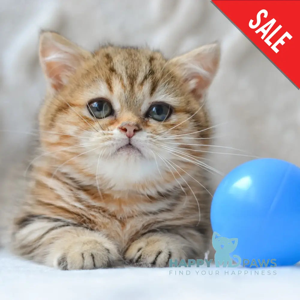 Jay Munchkin male black golden tabby live animals