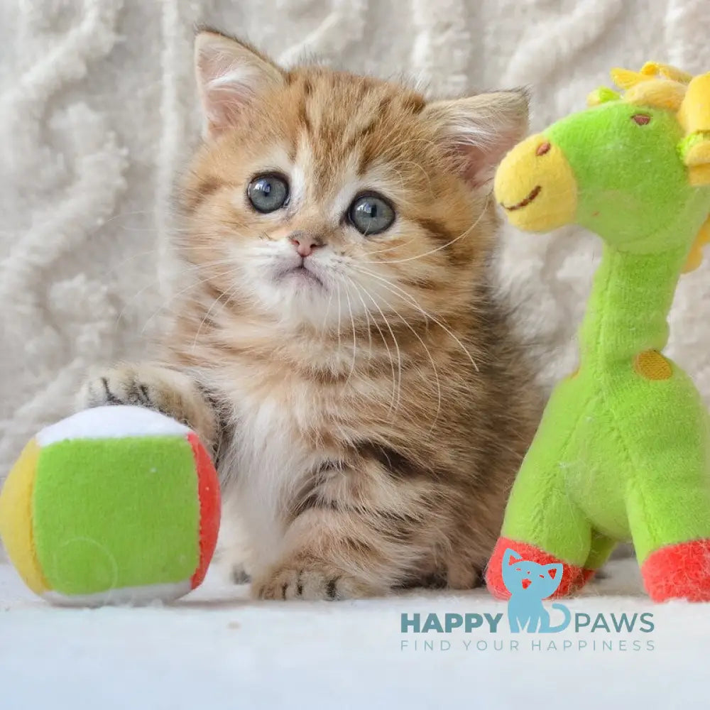 Jay Munchkin male black golden tabby live animals