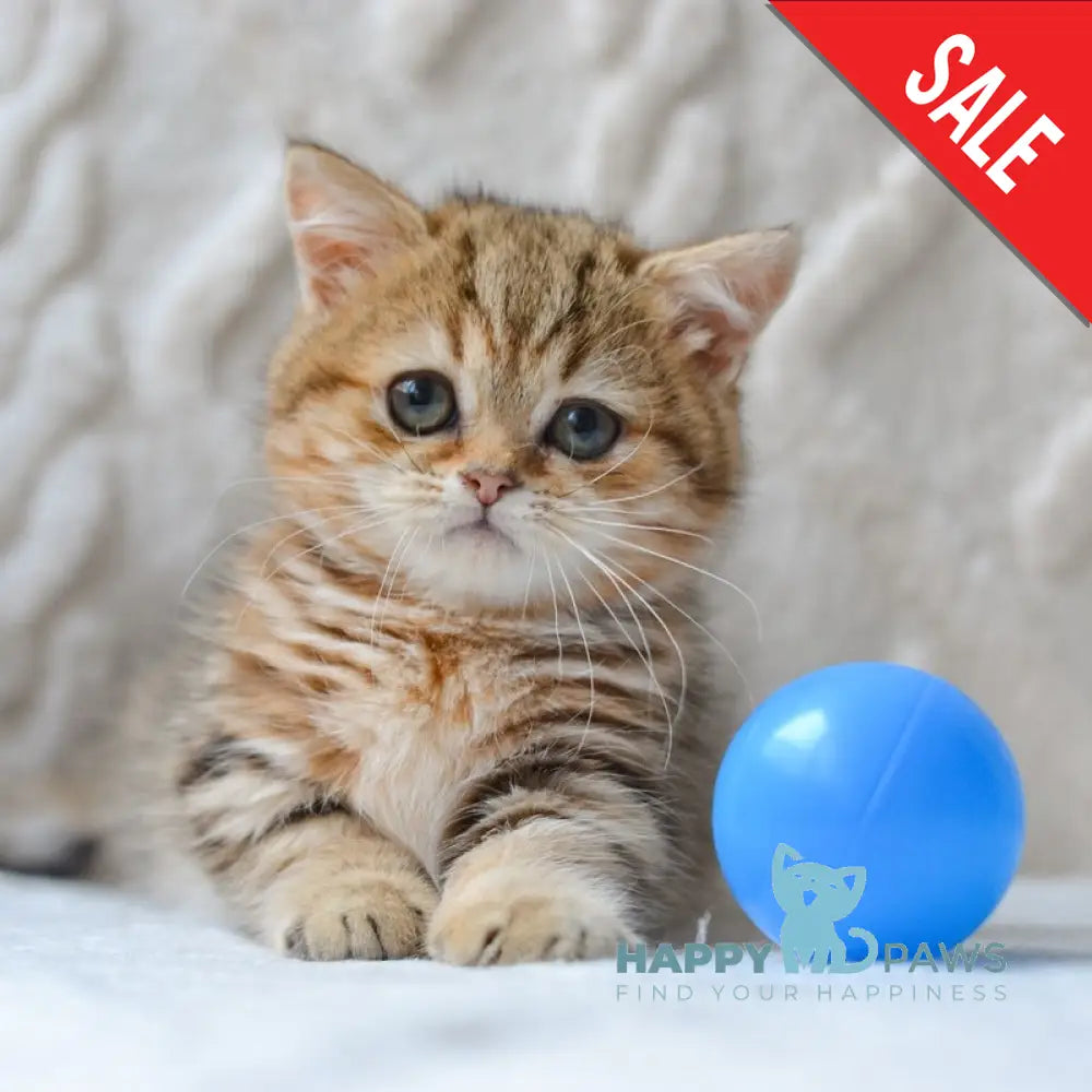 Jay Munchkin male black golden tabby live animals
