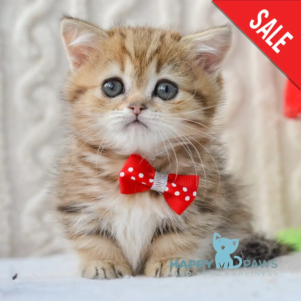 Jay Munchkin male black golden tabby live animals