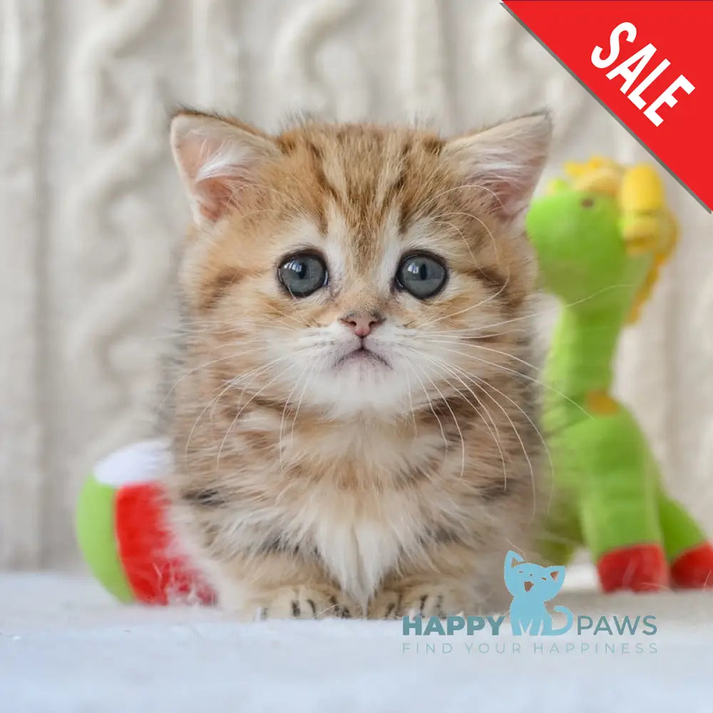 Jay Munchkin male black golden tabby live animals