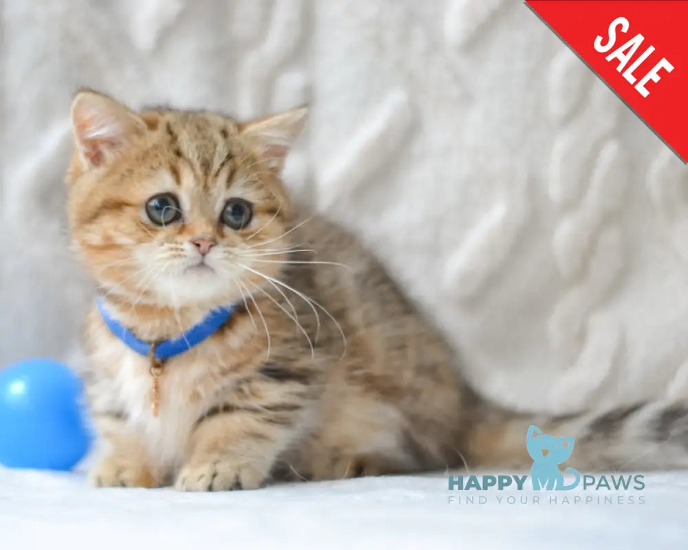 Jay Munchkin male black golden tabby live animals