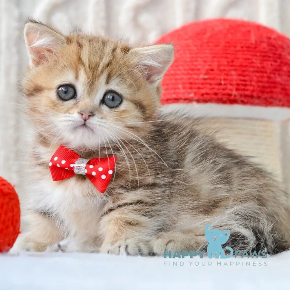 Jay Munchkin male black golden tabby live animals