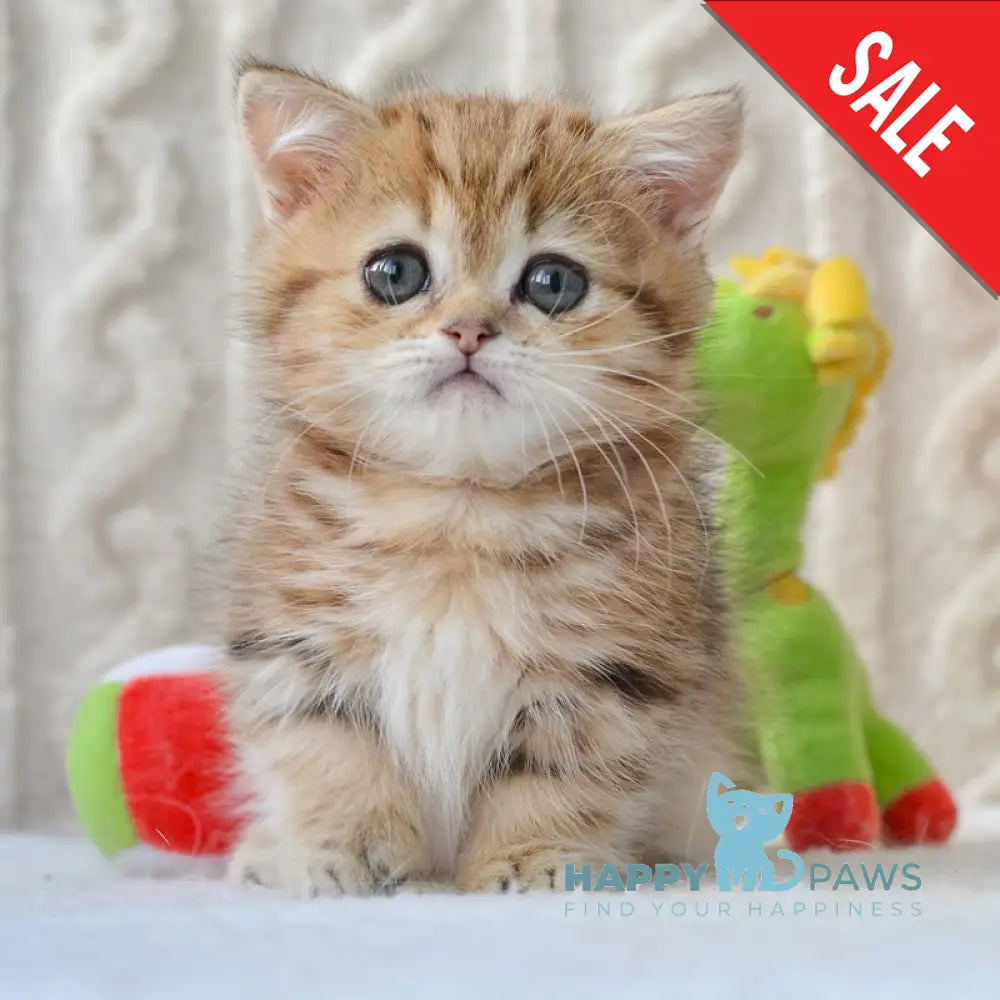 Jay Munchkin male black golden tabby live animals