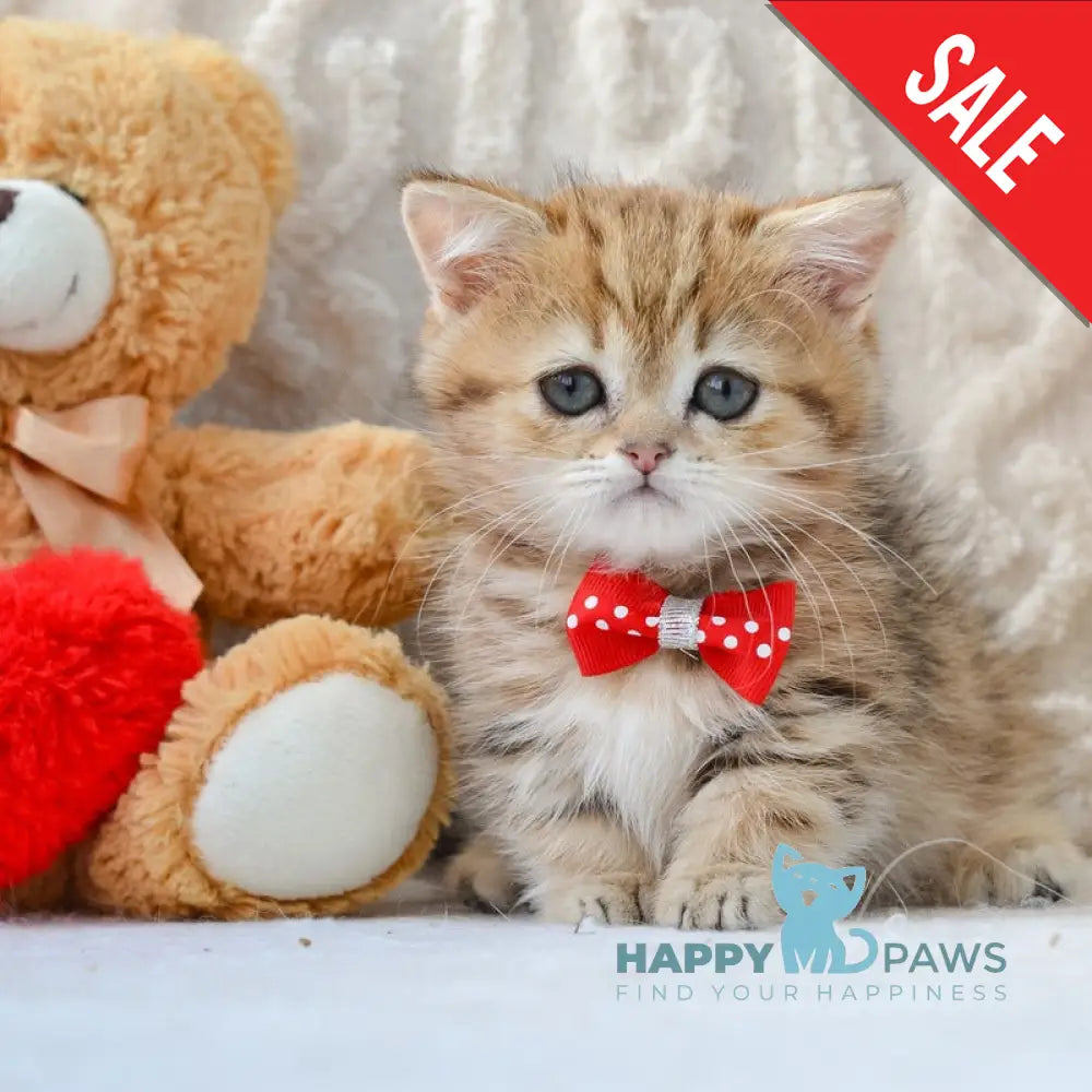 Jay Munchkin male black golden tabby live animals