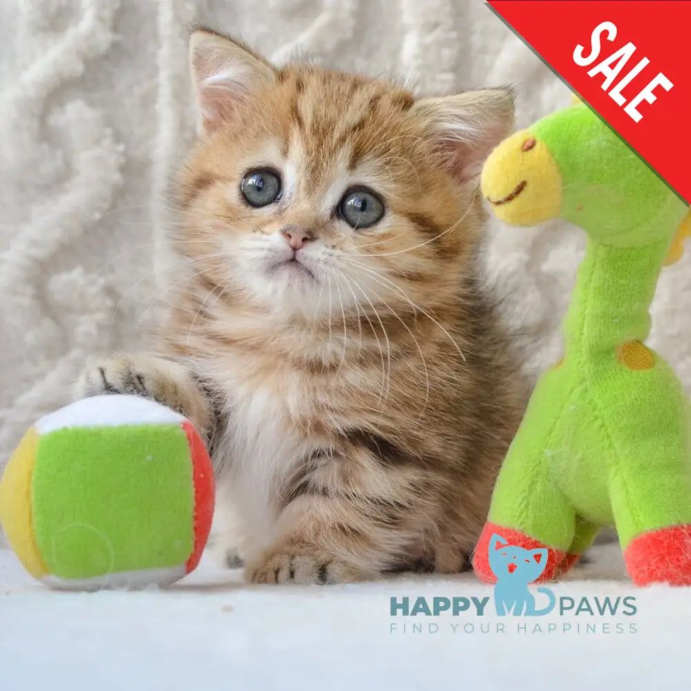 Jay Munchkin male black golden tabby live animals